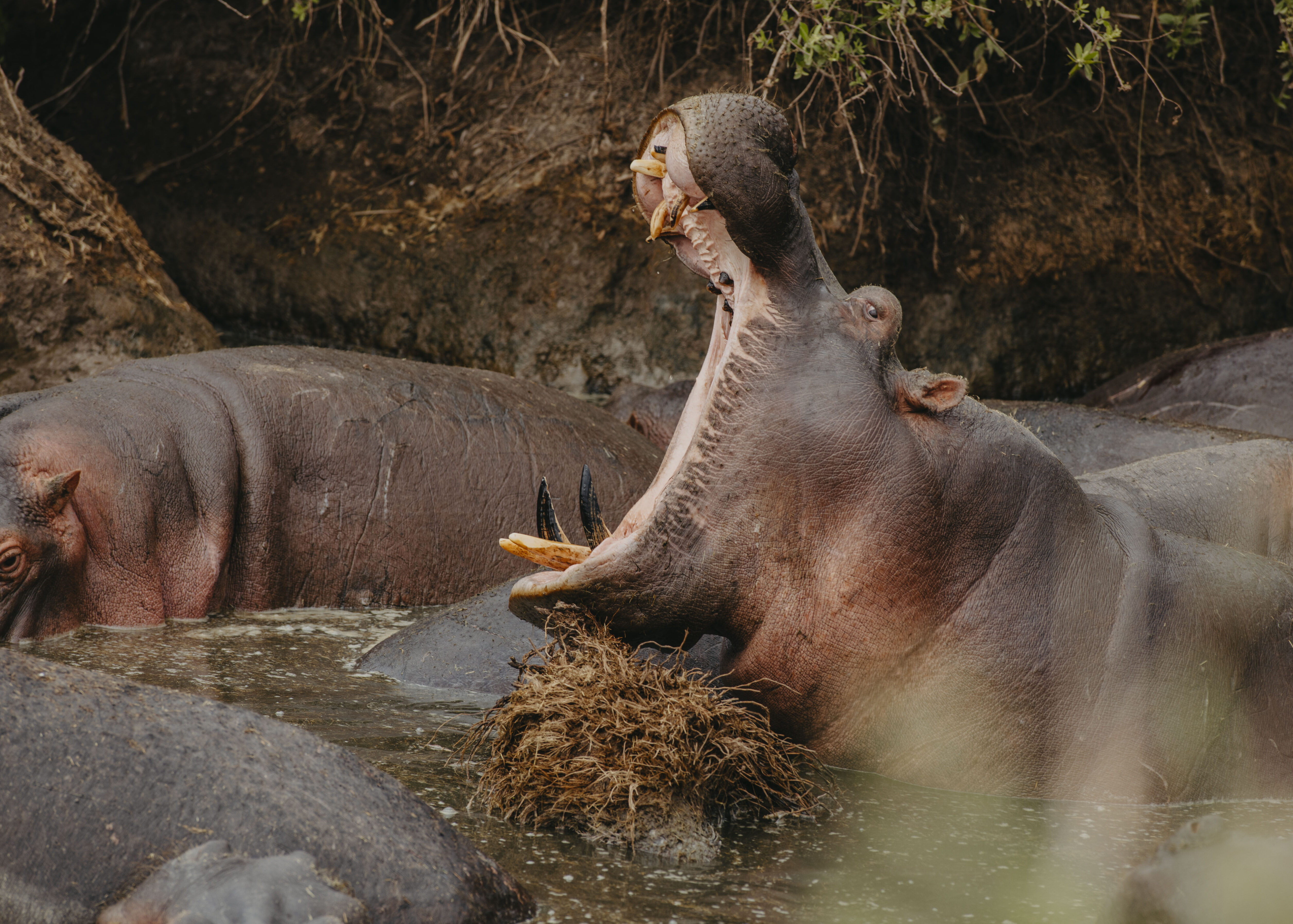 Majete Game Reserves